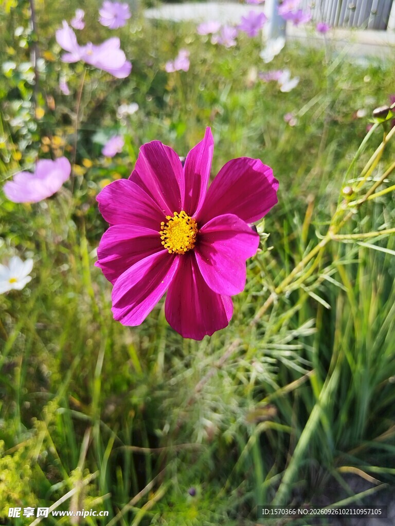 玫红波斯菊特写