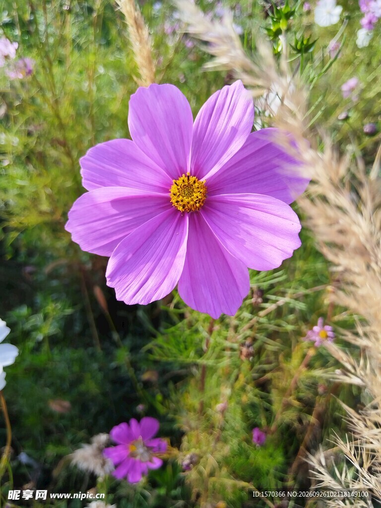 紫色格桑花特写