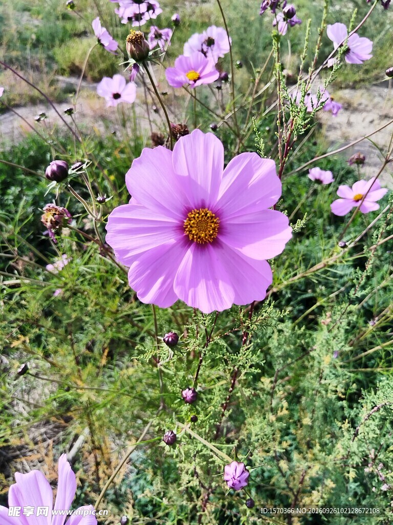 盛开的粉紫格桑花