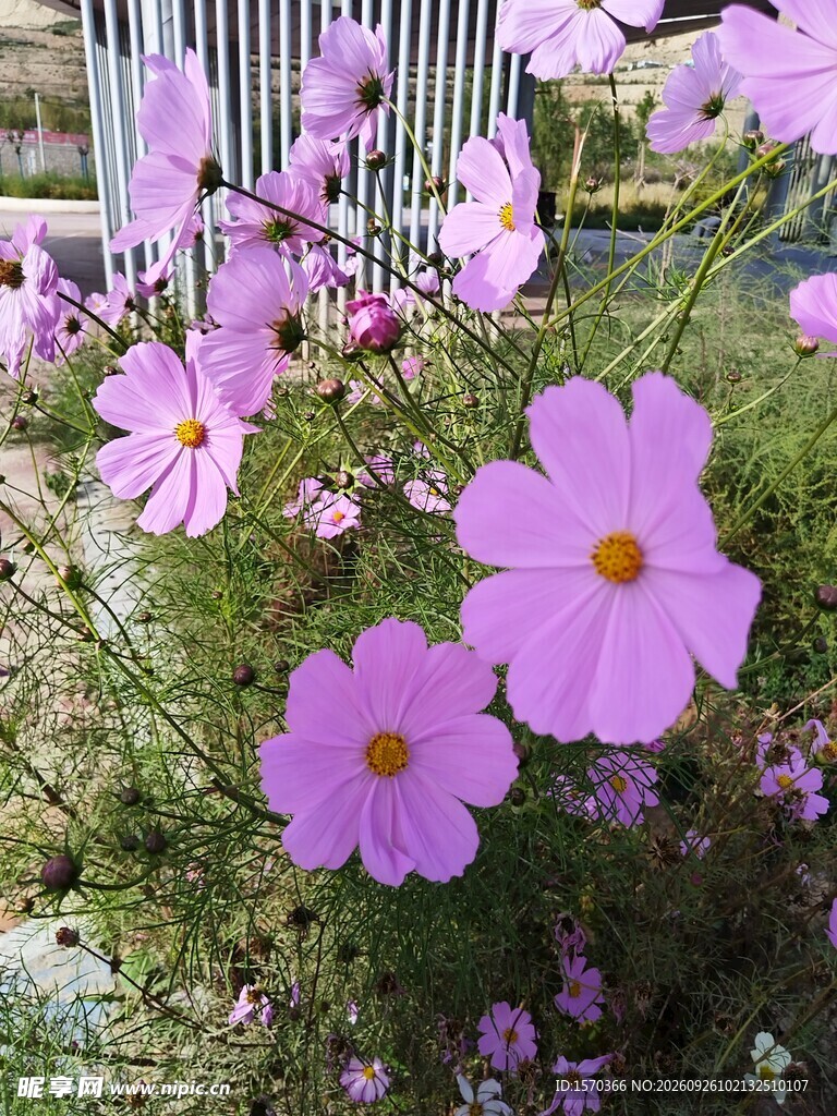 盛放的粉紫格桑花