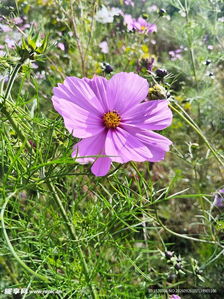 粉紫格桑花特写