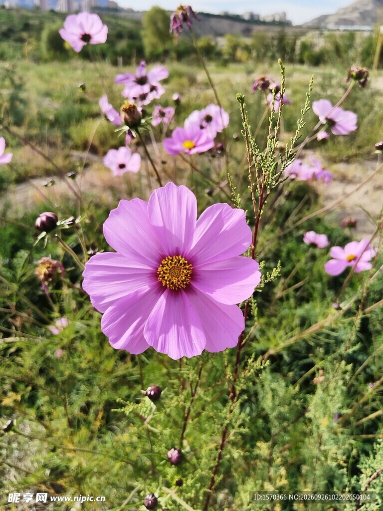 野外粉紫格桑花特写