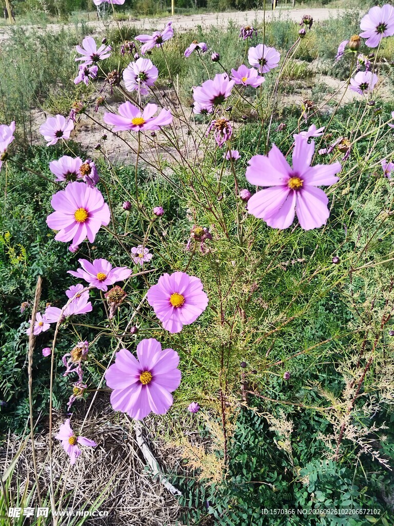 郊野粉紫格桑花