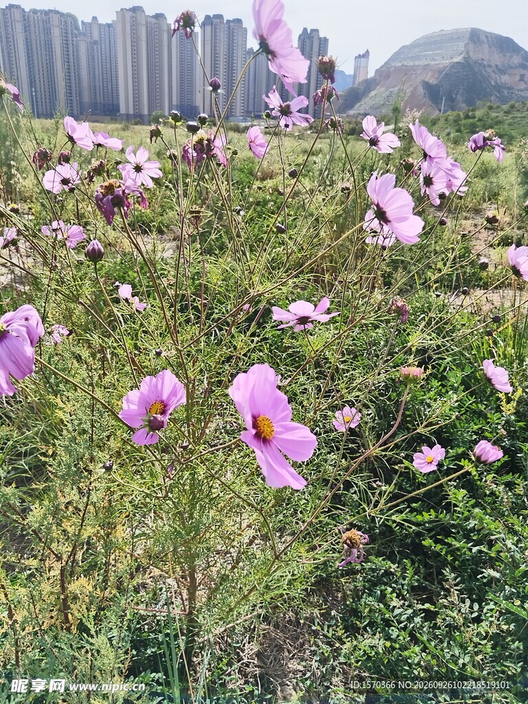 城郊格桑花花海