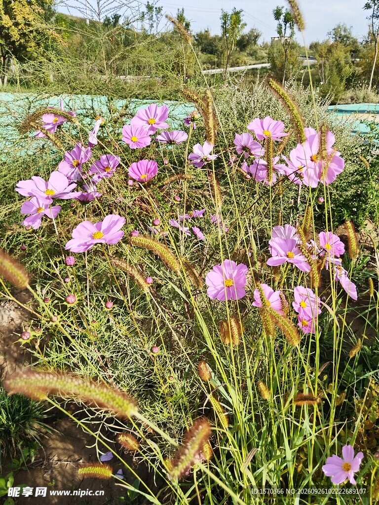 格桑花丛