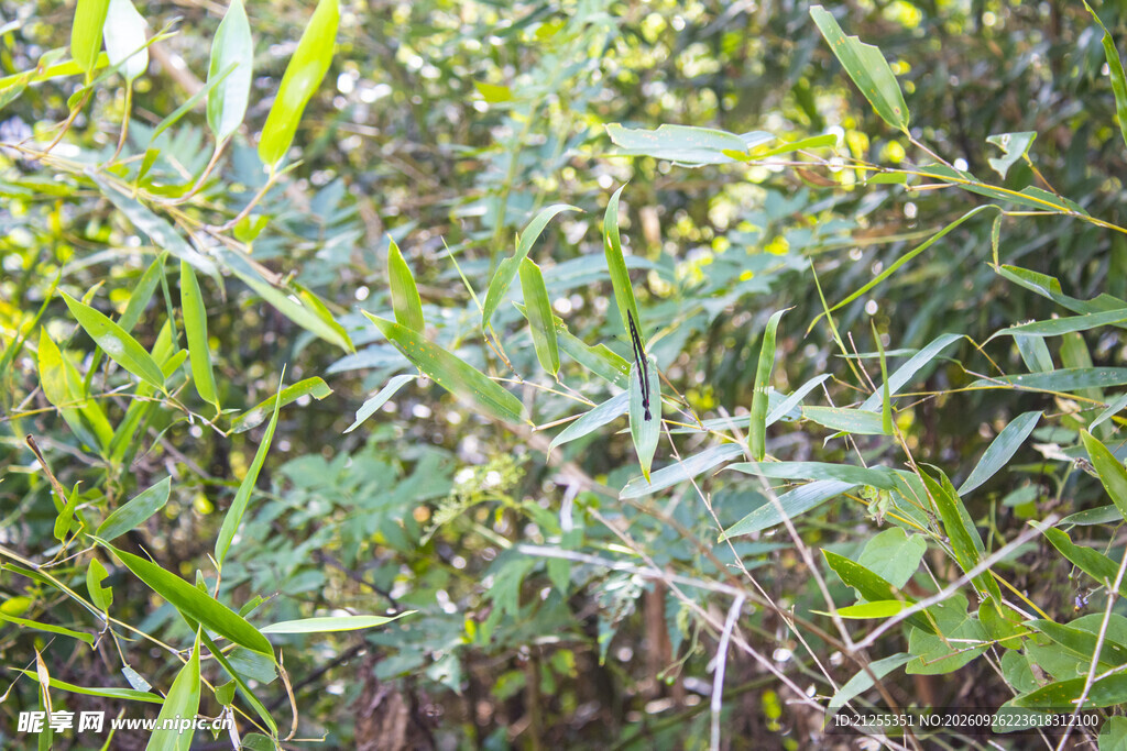 翠绿自然植物枝叶特写