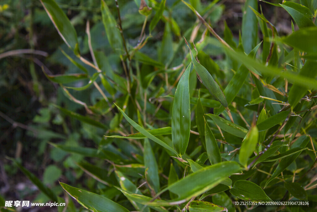 青翠绿竹枝叶特写