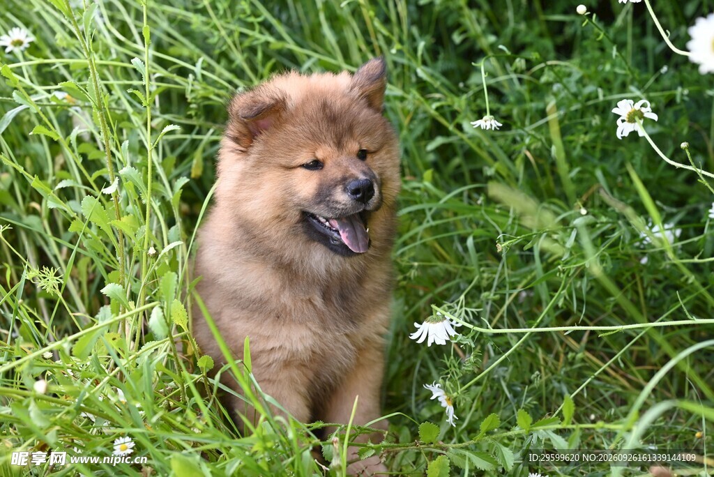 草地上的可爱松狮犬