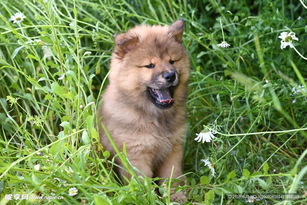 草地上的开心松狮幼犬