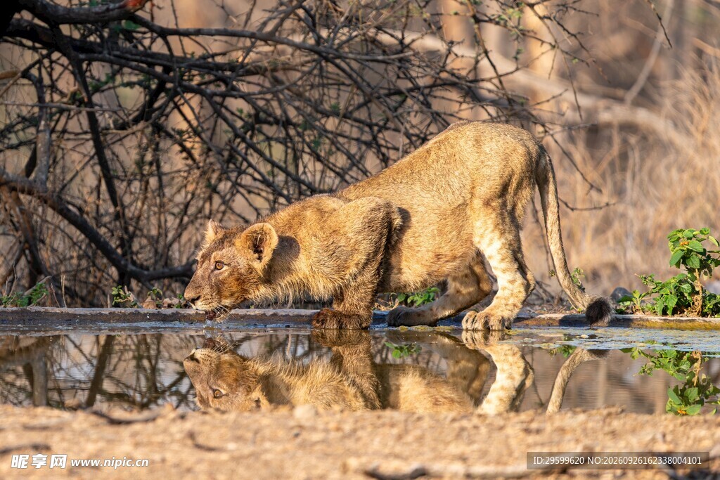 水边站立的野生狮子