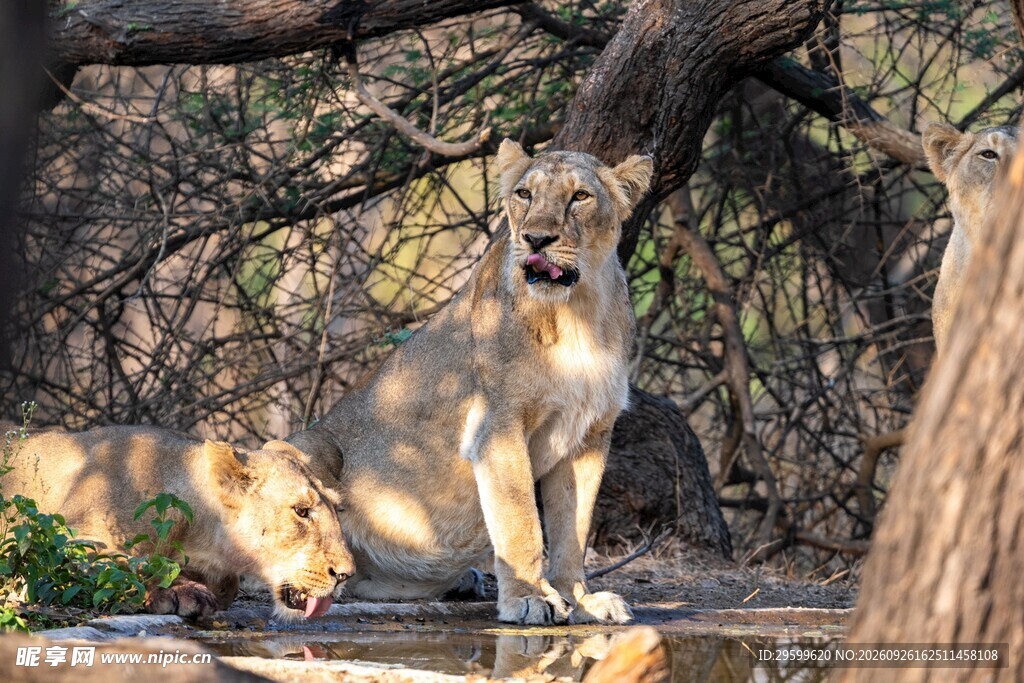 树荫下的狮子