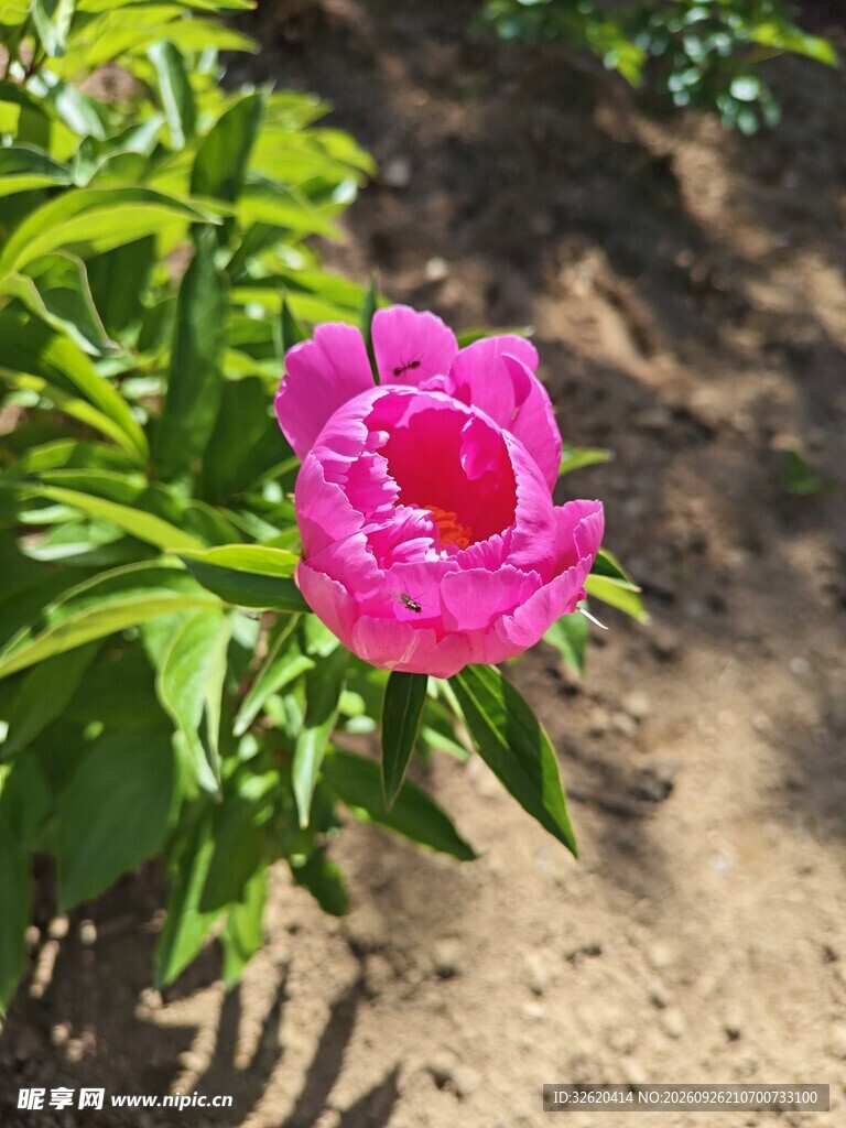 阳光下的粉色芍药花