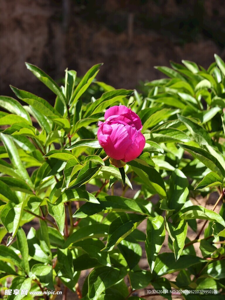 绿叶间的芍药花苞