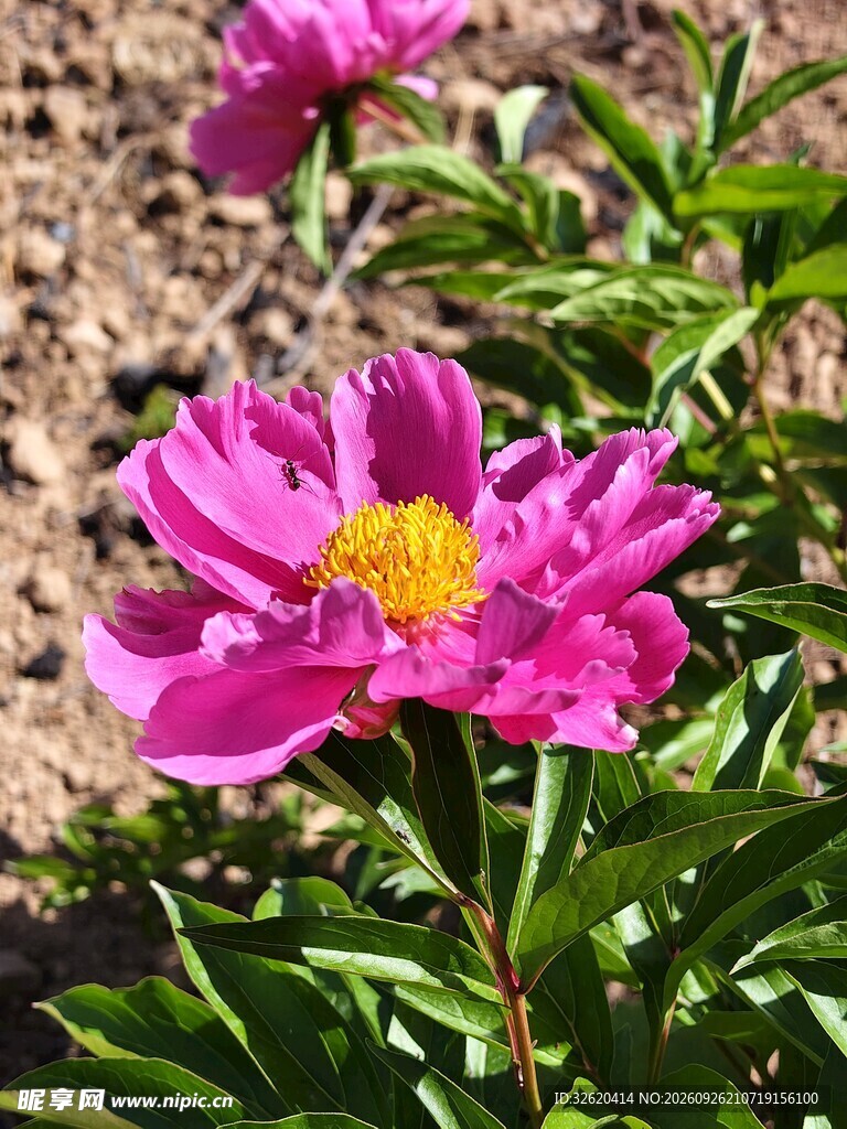 阳光下的粉色芍药花