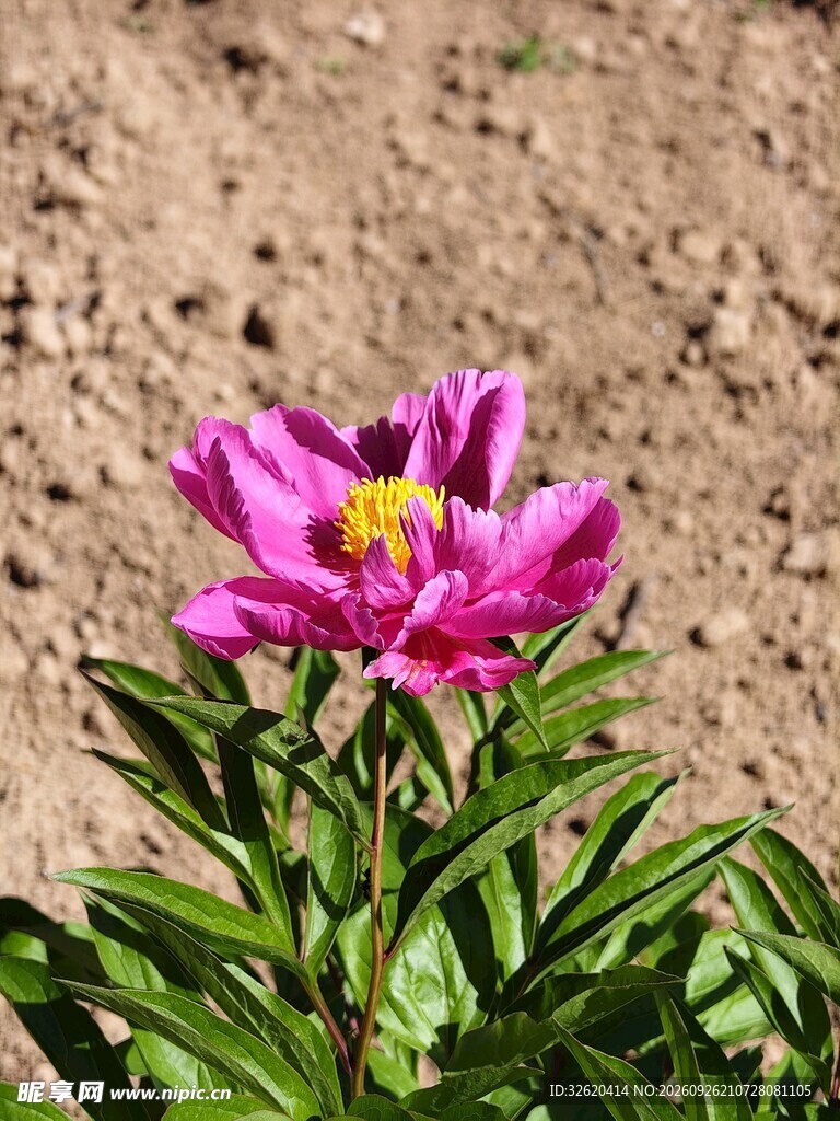 盛放的粉紫色野花