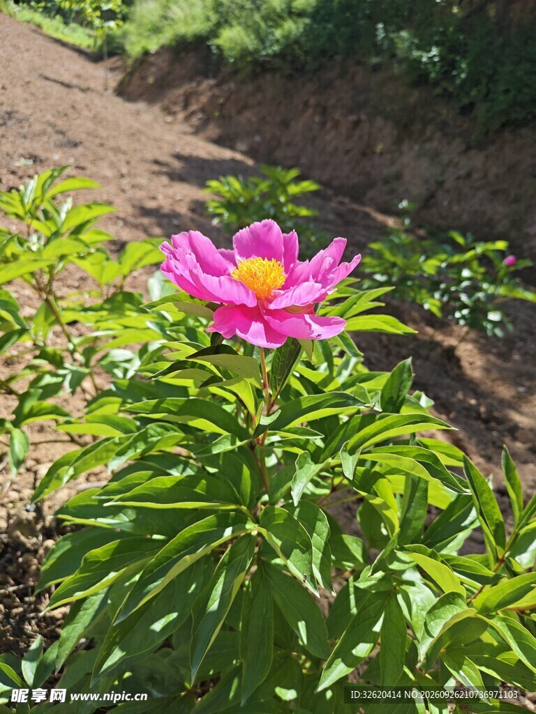 阳光下的粉色芍药花