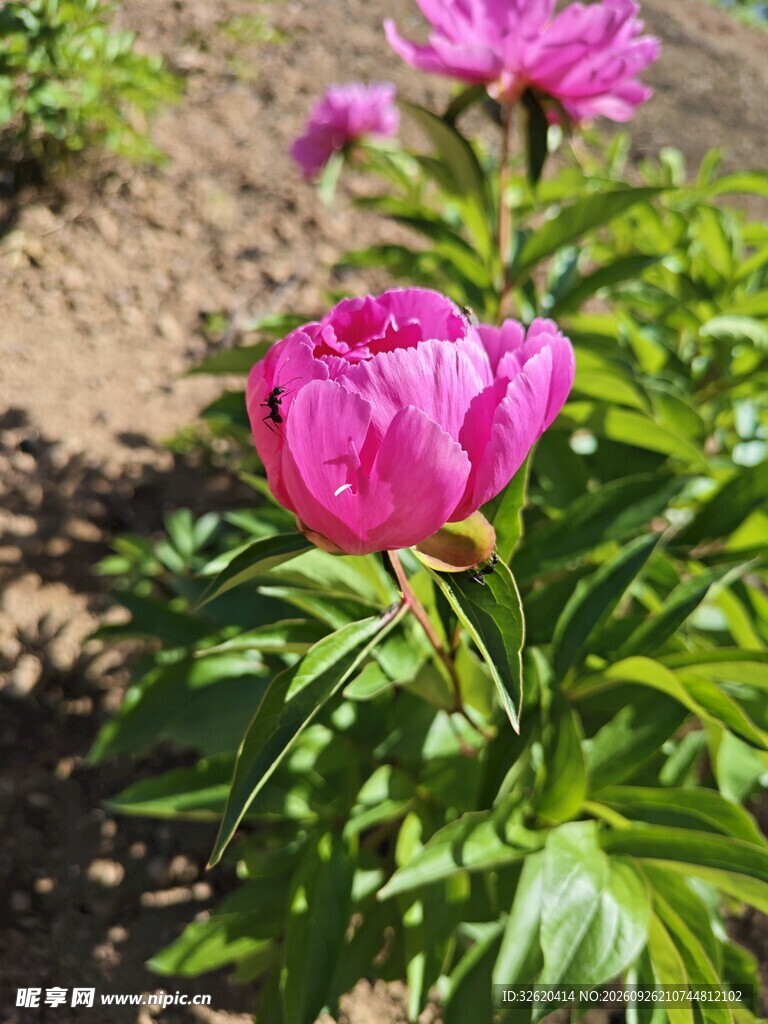 阳光下的粉色芍药花