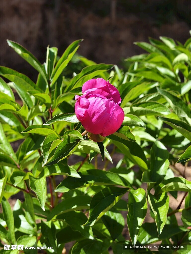 待放的玫红芍药花苞