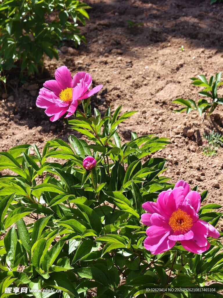 阳光下的粉色芍药花