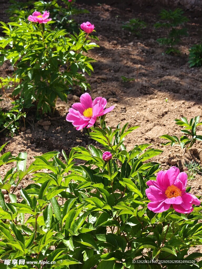 阳光下的粉色芍药花