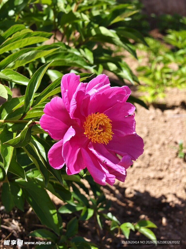 阳光下的玫红芍药花