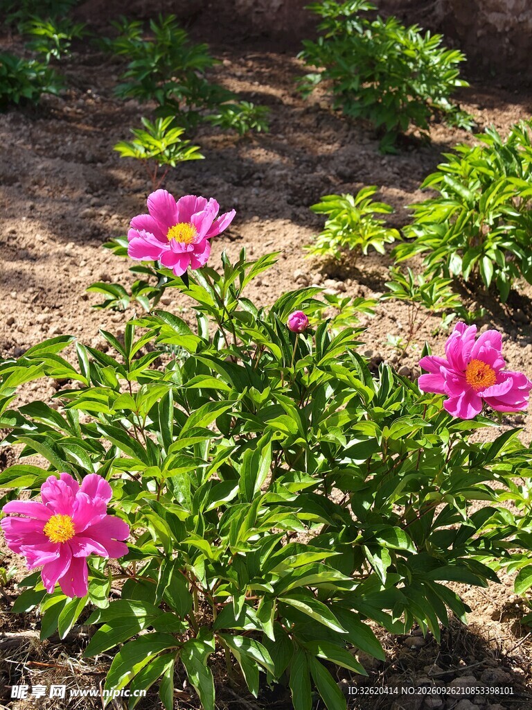 阳光下的粉色芍药花