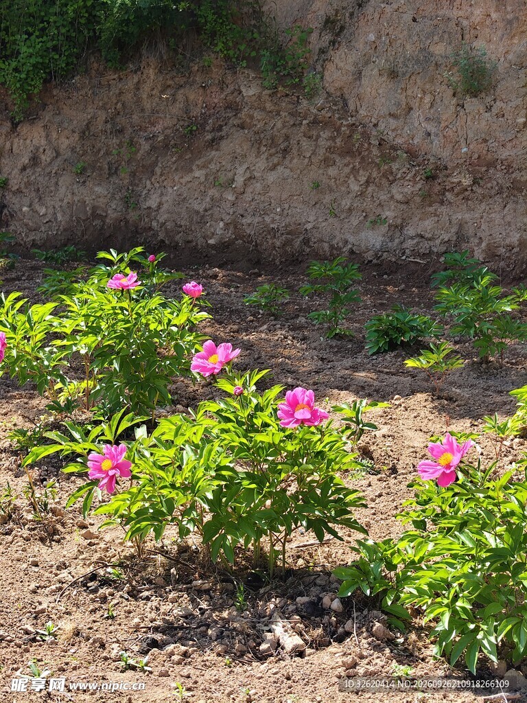 田间盛开的粉色芍药