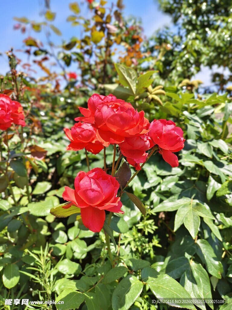 阳光下的月季花