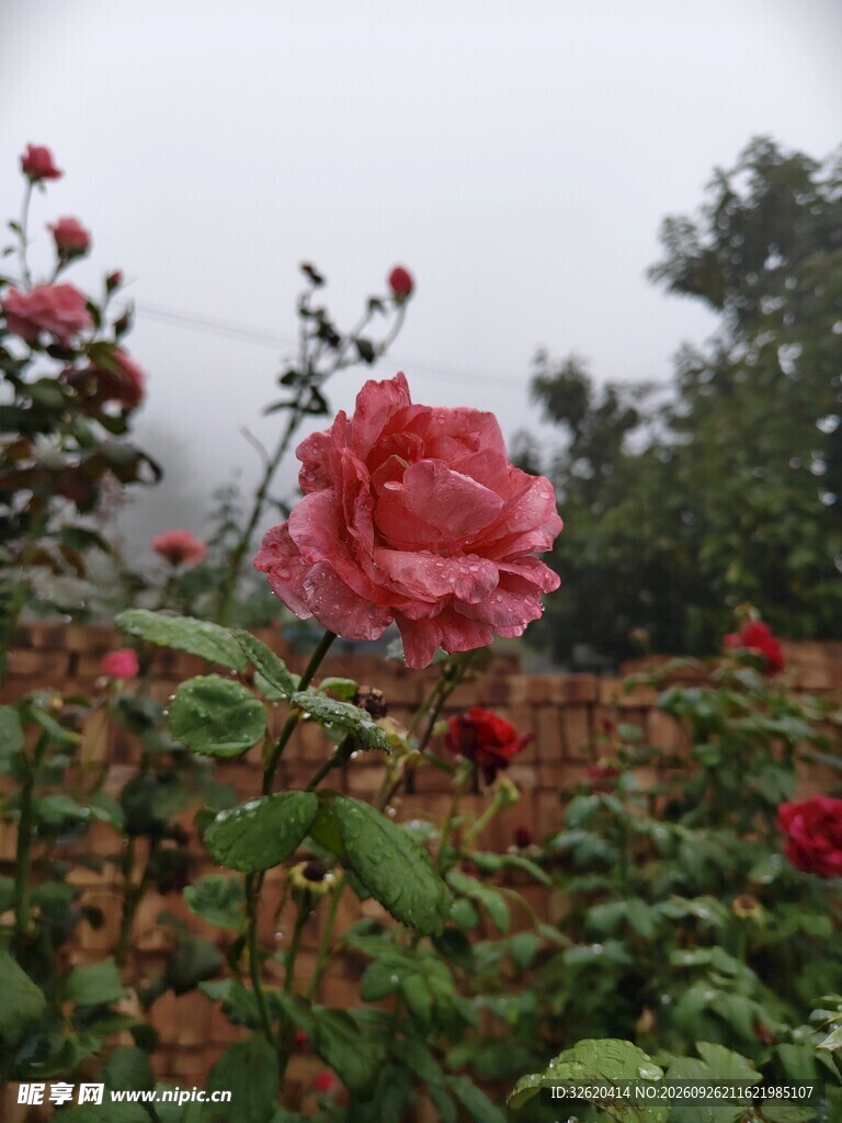 月季