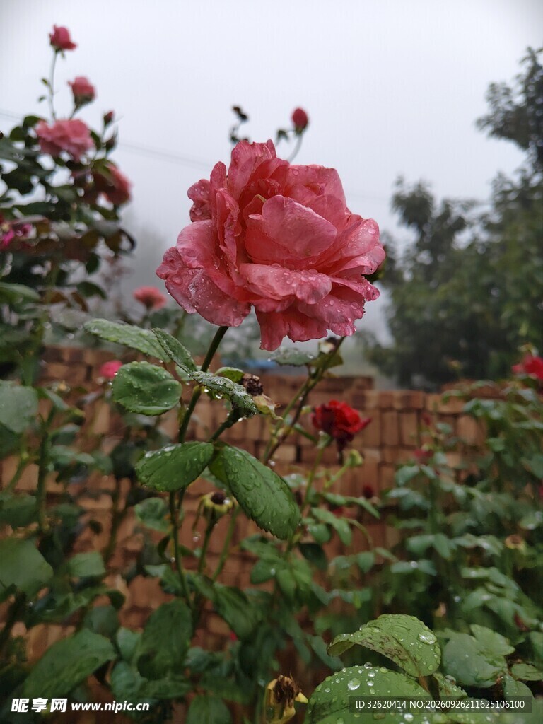 盛开的红色月季花