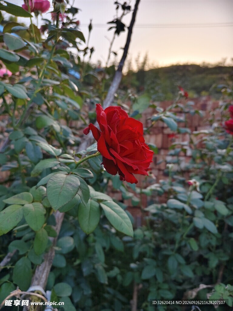 暮色下的红玫瑰