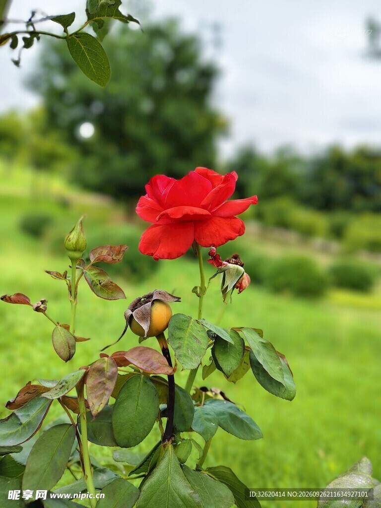 盛开的红玫瑰