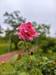 盛放的粉色月季花