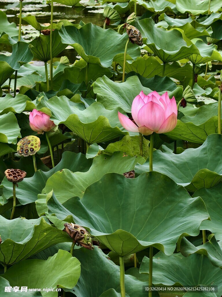 夏日荷塘荷花盛放