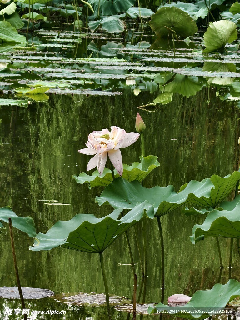 夏日荷塘荷花景致