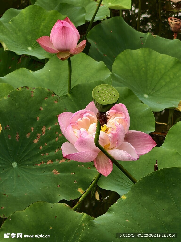 夏日荷塘粉荷花