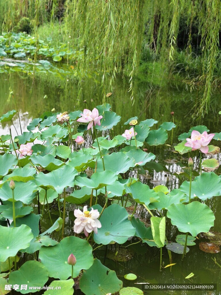 夏日荷塘美景