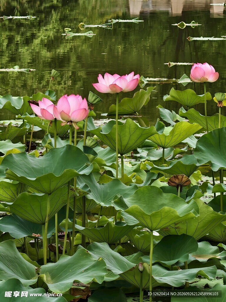 夏日荷塘荷花绽放