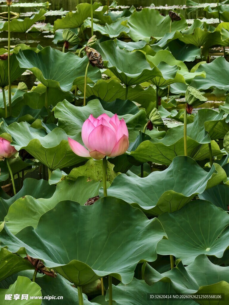 夏日荷塘粉荷花