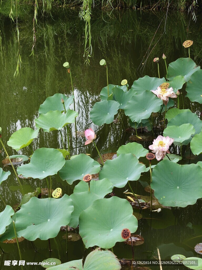 夏日荷塘小景