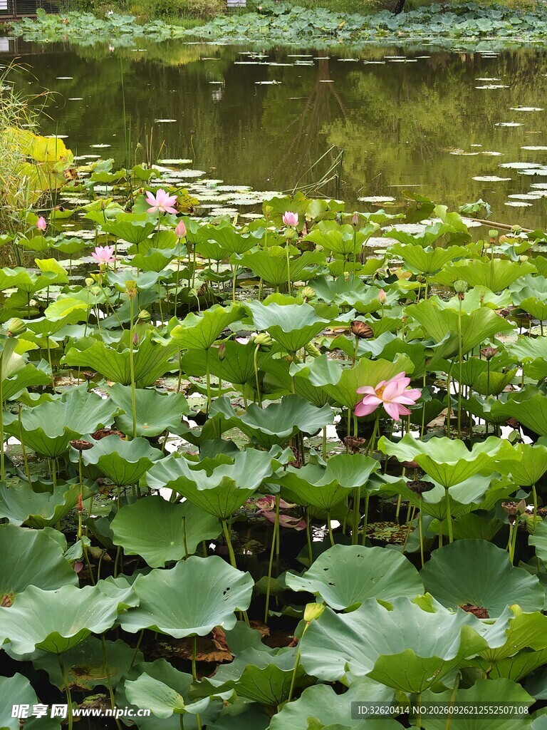 夏日荷塘美景