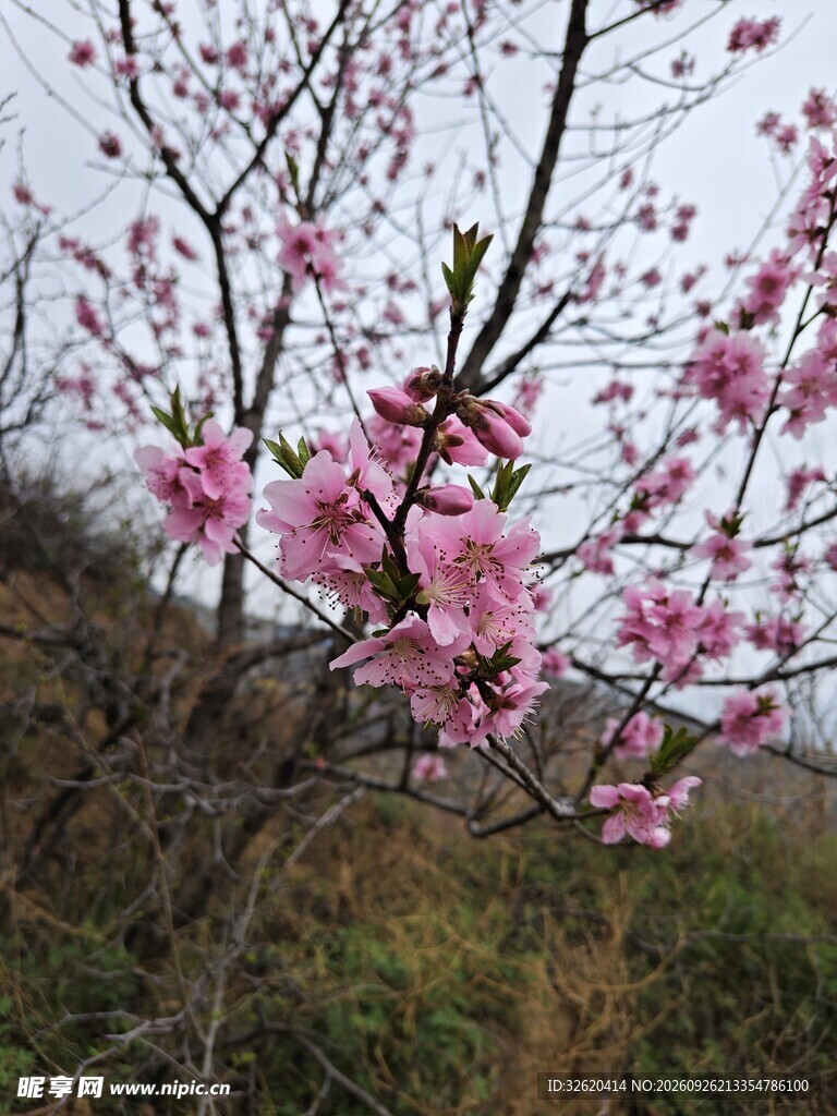 春日郊野桃花盛开