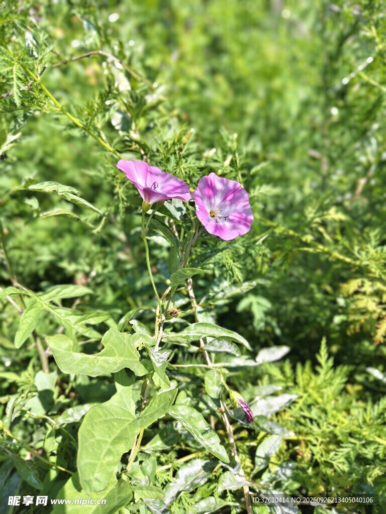 草丛中的紫色小花