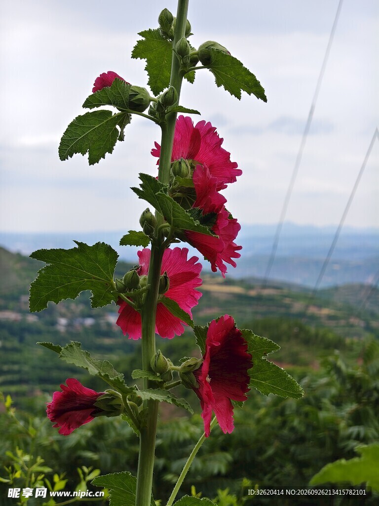 郊野盛开的红色蜀葵
