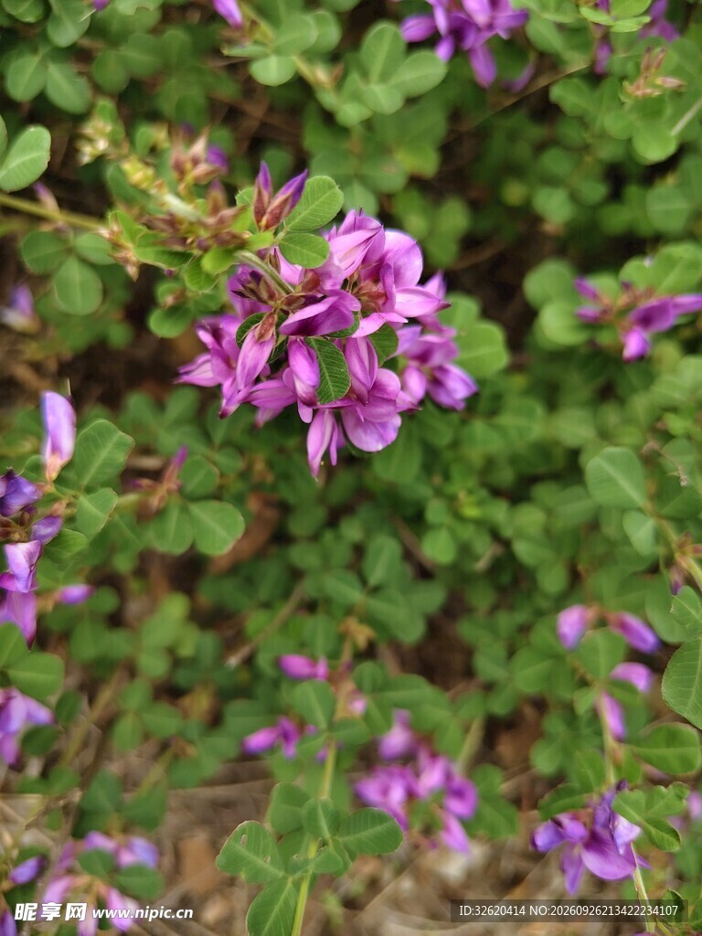 紫色野生小花