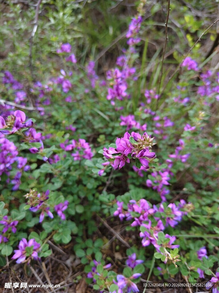 野外紫色小花丛