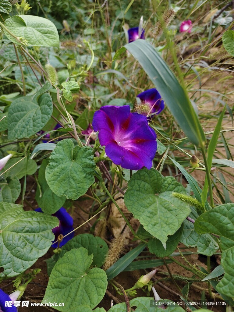 盛开的紫色牵牛花