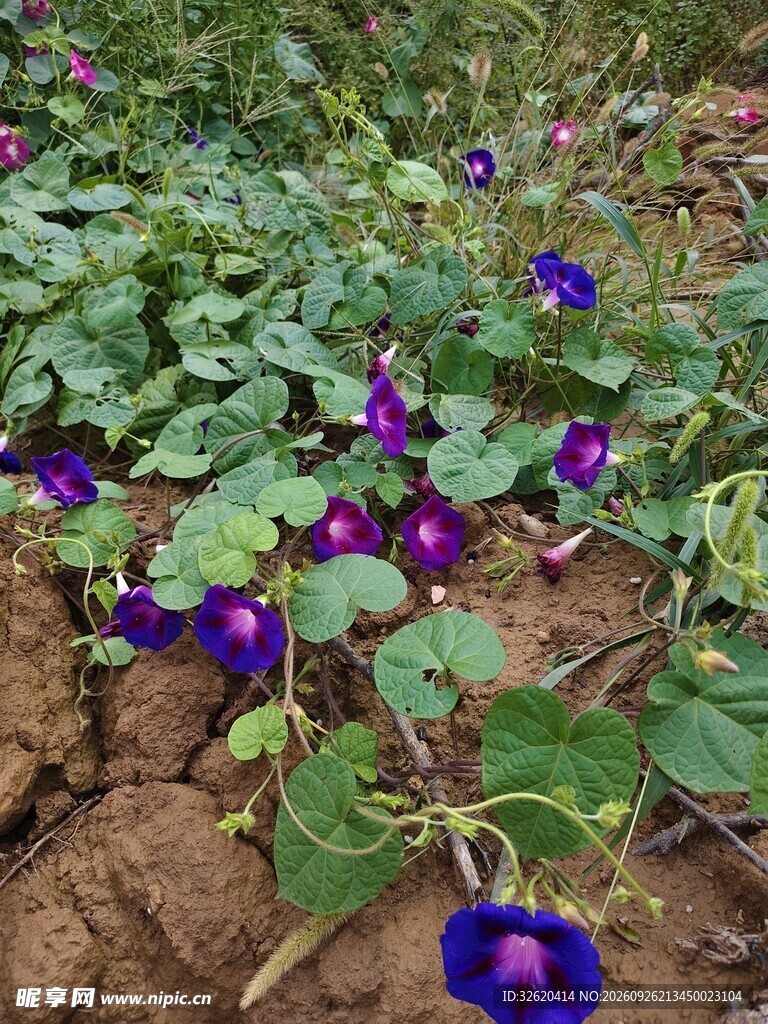 田间紫色牵牛花