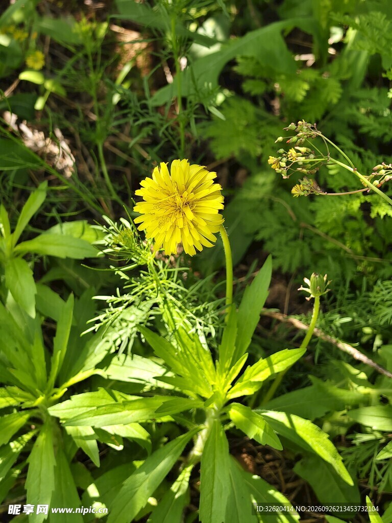 野地蒲公英黄花