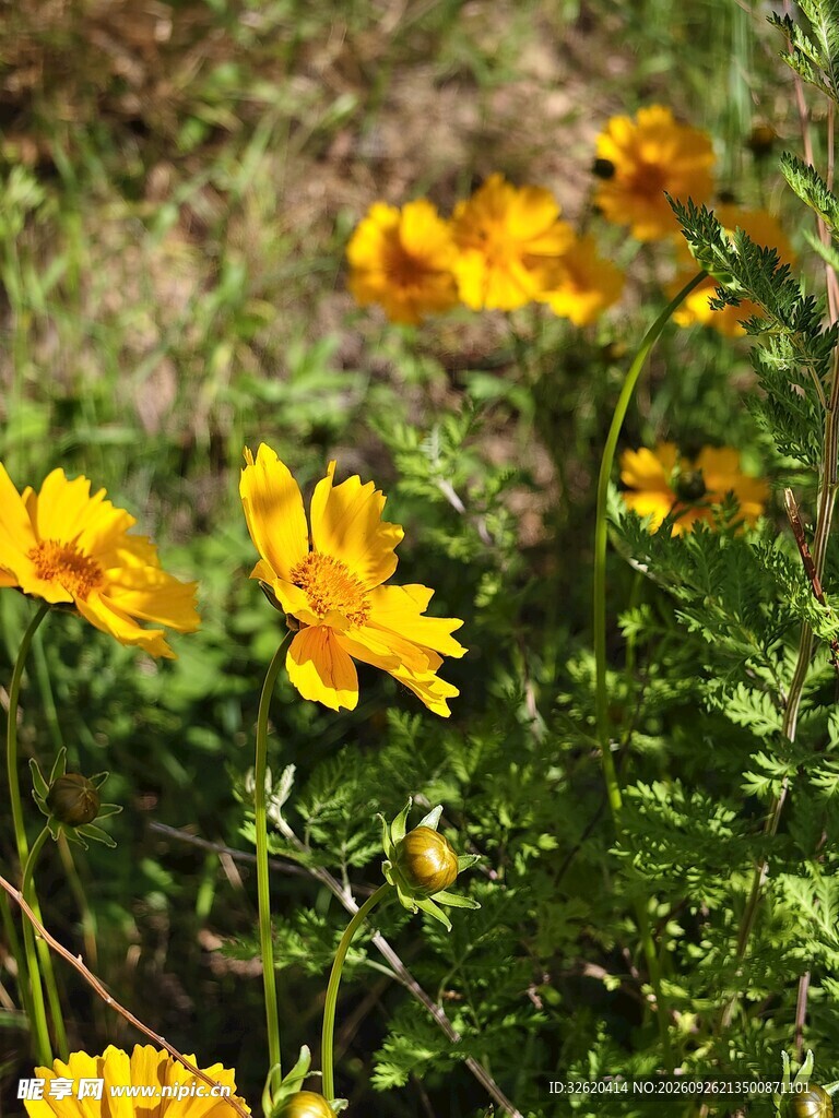 金鸡菊